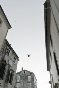 Corfu (city), mood with flying bird Corfu (city), mood with flying bird